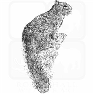Rock Squirrel