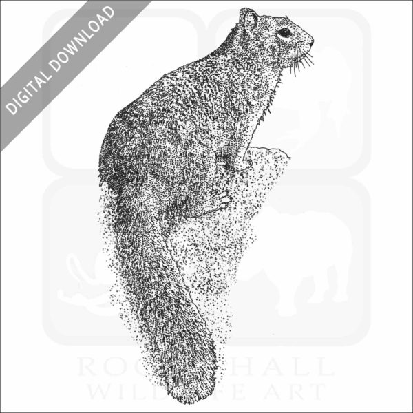 Rock Squirrel