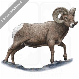 Rocky Mountain Bighorn Sheep stock image
