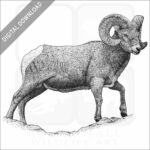 Rocky Mountain Bighorn Sheep