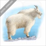 Rocky Mountain Goat stock image