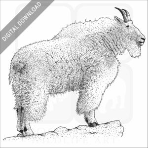 Rocky Mountain Goat