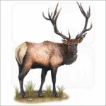 Roosevelt Elk illustration