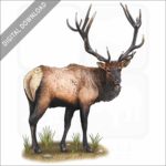 Roosevelt Elk stock image