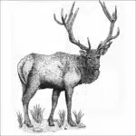 Roosevelt Elk