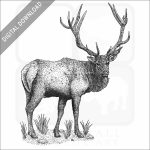 Roosevelt Elk