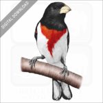 Rose-Breasted Grosbeak stock image