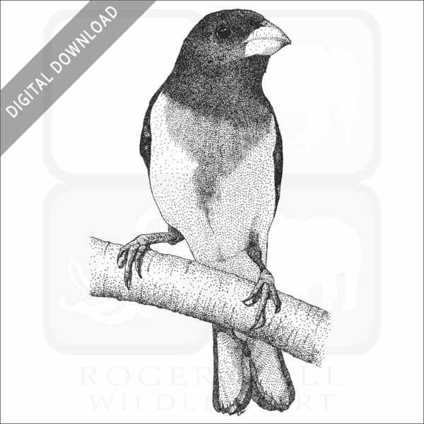 Rose-Breasted Grosbeak