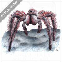 Chilean rose tarantula stock art illustration