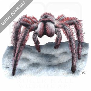 Chilean rose tarantula stock art illustration