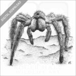Chilean rose tarantula