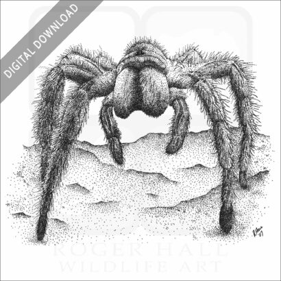 Chilean rose tarantula