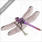 Roseate Skimmer Dragonfly stock image