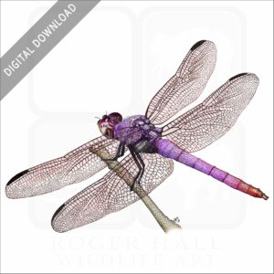 Roseate Skimmer Dragonfly stock image