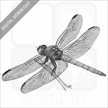 Roseate Skimmer Dragonfly