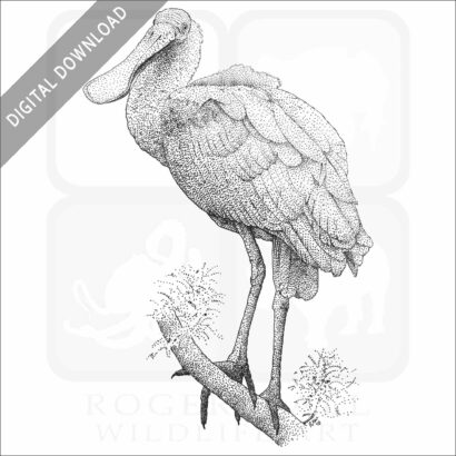 Roseate Spoonbill