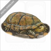Rough-Footed Mud Turtle stock image
