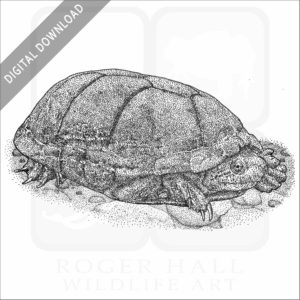 Rough-Footed Mud Turtle