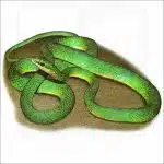 Rough Green Snake illustration