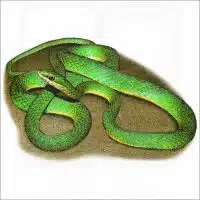 Rough Green Snake illustration