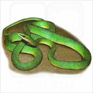 Rough Green Snake illustration