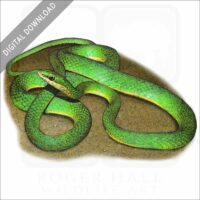 Rough Green Snake stock image