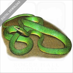 Rough Green Snake stock image