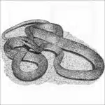 Rough Green Snake