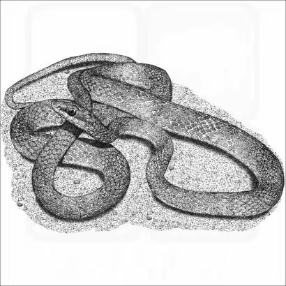 Rough Green Snake