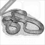 Rough Green Snake