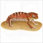 Rough Knob-Tailed Gecko illustration