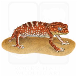 Rough Knob-Tailed Gecko illustration