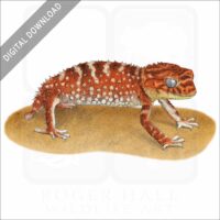 Rough Knob-tailed gecko stock image