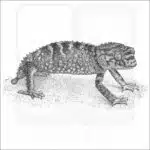 Rough Knob-Tailed Gecko - Signed Fine Art Print - Image 2