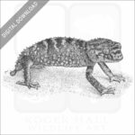 Rough Knob-Tailed Gecko