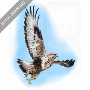 Rough-Legged Hawk stock image