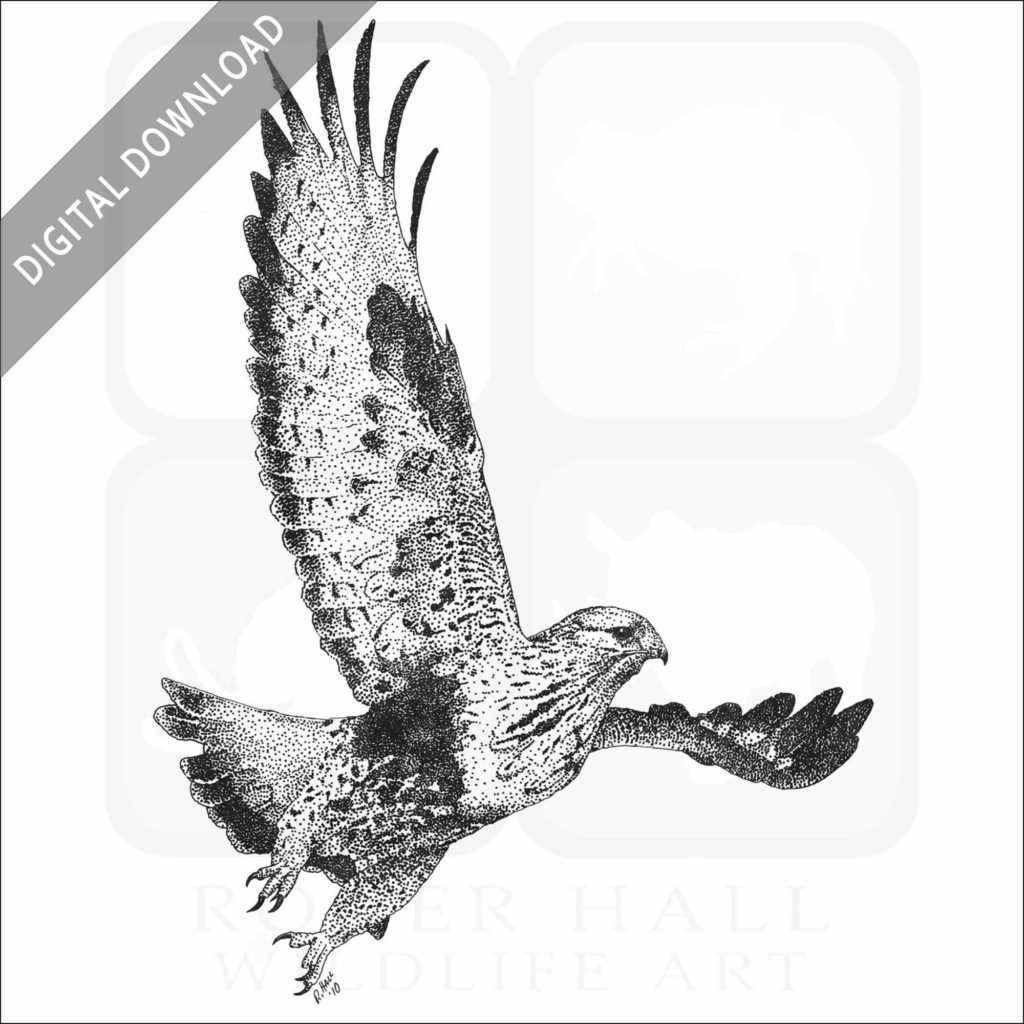 Stock Art Drawing of a Rough-Legged Hawk