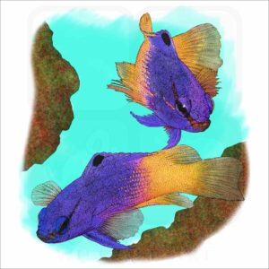 Royal Gramma or Fairy Basslet illustration