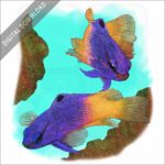 Royal Gramma or Fairy Basslet stock image