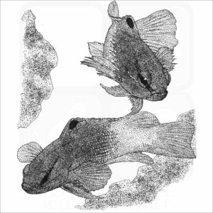 Royal Gramma or Fairy Basslet