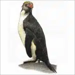 Royal Penguin illustration