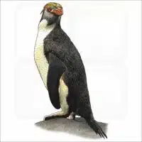 Royal Penguin illustration