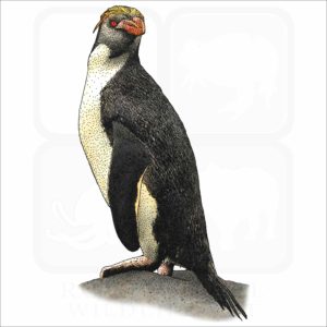 Royal Penguin illustration
