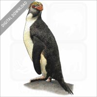 Royal Penguin stock image