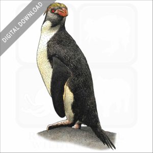 Royal Penguin stock image
