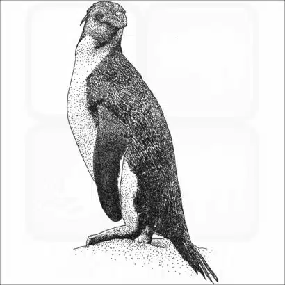 Royal Penguin