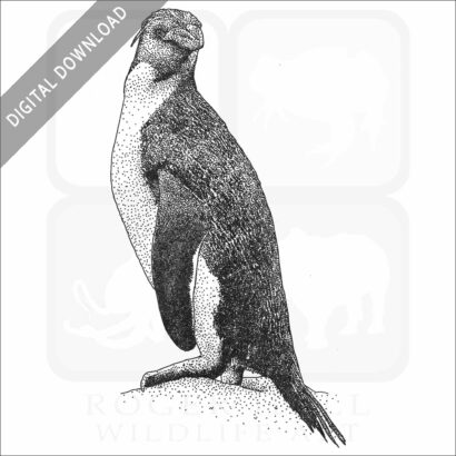 Royal Penguin