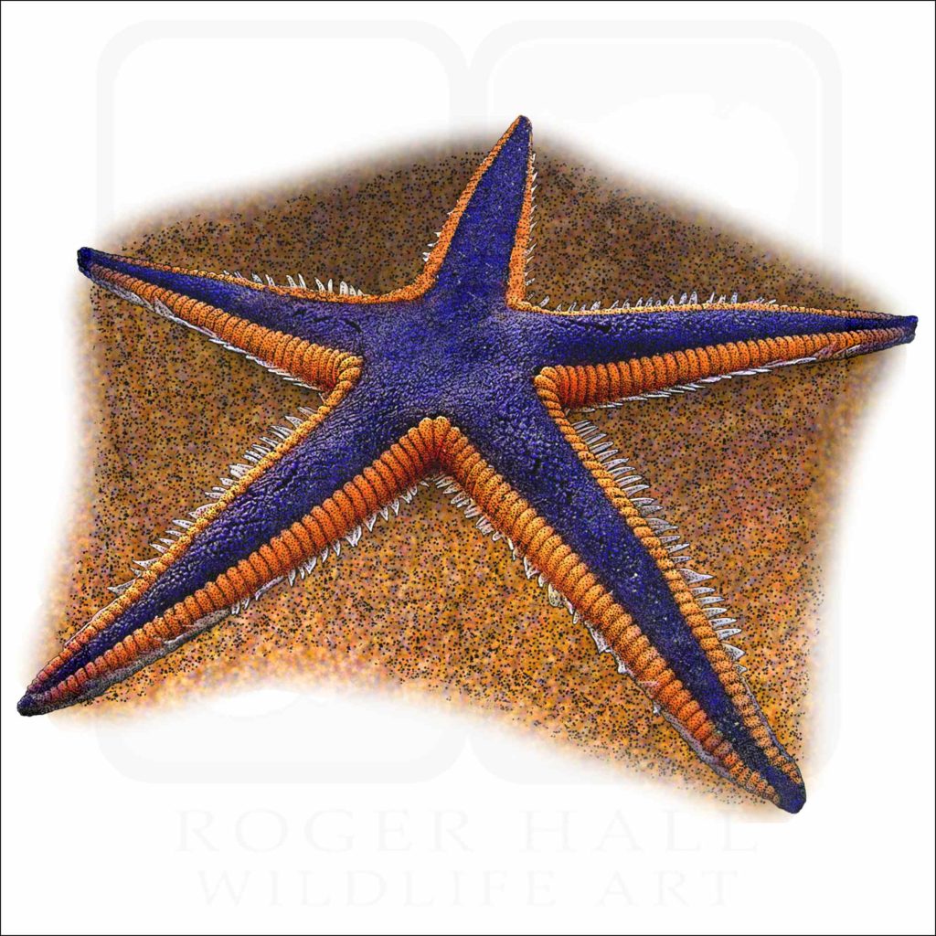 Royal Starfish- Signed Fine Art Print
