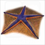 Royal Starfish illustration
