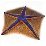 Royal Starfish illustration